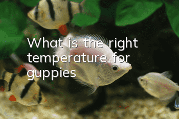 What is the right temperature for guppies?