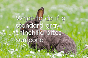 What to do if a standard gray chinchilla bites someone