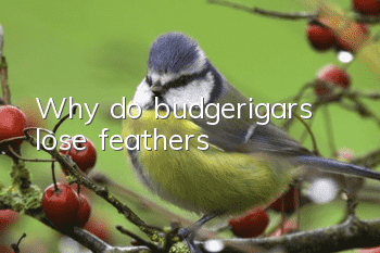 Why do budgerigars lose feathers?