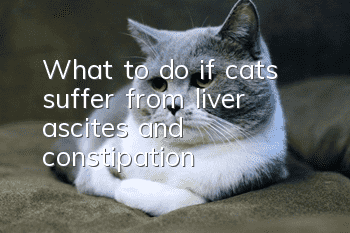 What to do if cats suffer from liver ascites and constipation