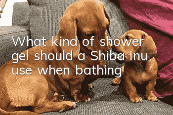 What kind of shower gel should a Shiba Inu use when bathing?