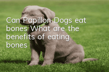 Can Papillon Dogs eat bones? What are the benefits of eating bones?