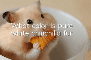 What color is pure white chinchilla fur?