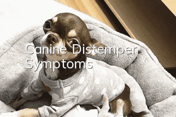 Canine Distemper Symptoms