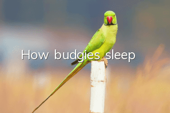 How budgies sleep