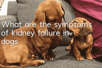 What are the symptoms of kidney failure in dogs?