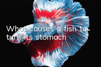 What causes a fish to turn its stomach?