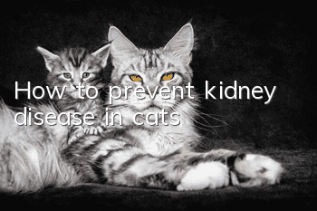 How to prevent kidney disease in cats