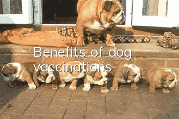 Benefits of dog vaccinations