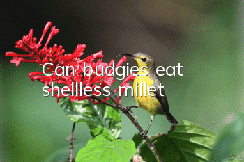 Can budgies eat shellless millet?