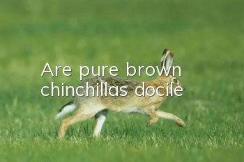 Are pure brown chinchillas docile?