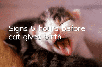 Signs 5 hours before cat gives birth