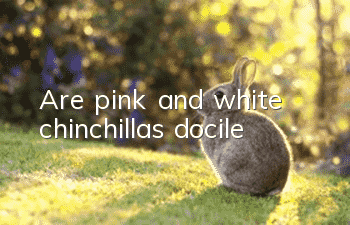 Are pink and white chinchillas docile?