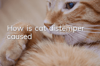 How is cat distemper caused?