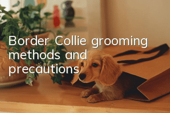 Border Collie grooming methods and precautions