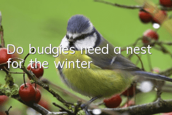 Do budgies need a nest for the winter?