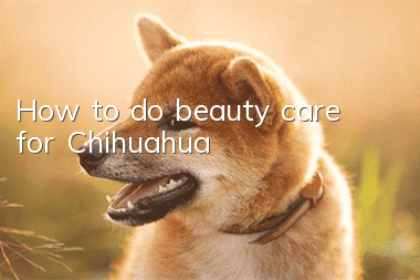 How to do beauty care for Chihuahua?