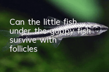 Can the little fish under the guppy fish survive with follicles?