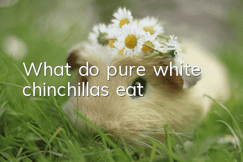 What do pure white chinchillas eat?