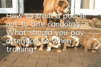 How to train a poodle not to bite randomly? What should you pay attention to when training a poodle?