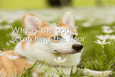 Why is the dog scratching the floor?