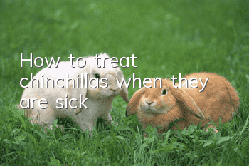 How to treat chinchillas when they are sick