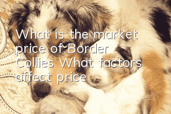 What is the market price of Border Collies? What factors affect price?