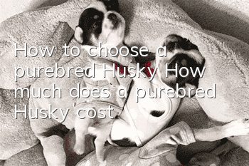 How to choose a purebred Husky? How much does a purebred Husky cost?