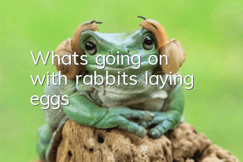 What's going on with rabbits laying eggs?