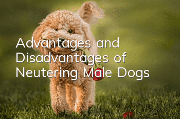 Advantages and Disadvantages of Neutering Male Dogs