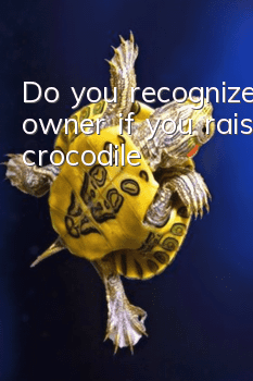 Do you recognize your owner if you raise a crocodile?