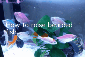 How to raise bearded fish