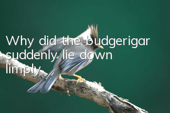 Why did the budgerigar suddenly lie down limply?