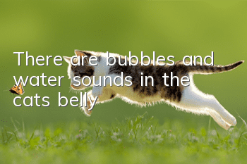 There are bubbles and water sounds in the cat’s belly