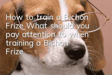 How to train a Bichon Frize? What should you pay attention to when training a Bichon Frize?