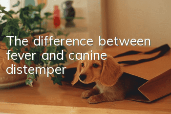 The difference between fever and canine distemper