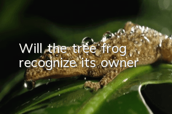 Will the tree frog recognize its owner?