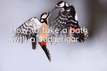 How to take a bath with a budgerigar