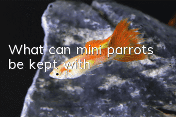 What can mini parrots be kept with?