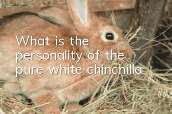 What is the personality of the pure white chinchilla?