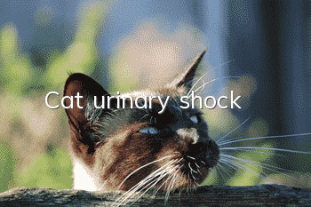 Cat urinary shock