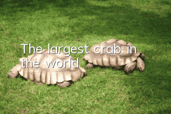 The largest crab in the world