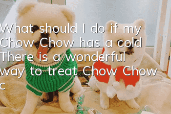 What should I do if my Chow Chow has a cold? There is a wonderful way to treat Chow Chow colds!