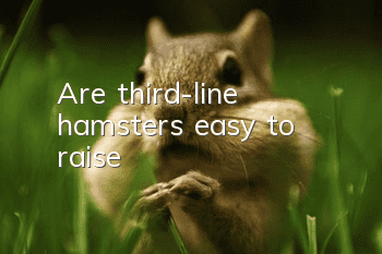 Are third-line hamsters easy to raise?