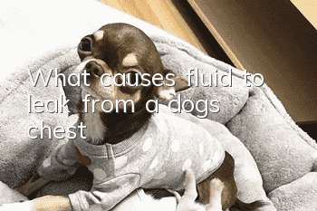 What causes fluid to leak from a dog’s chest?