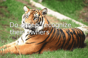 Do sheep recognize their owners?