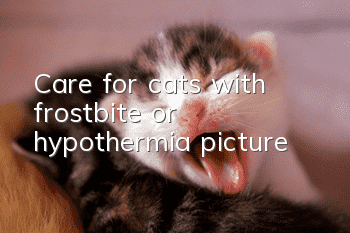 Care for cats with frostbite or hypothermia [picture]