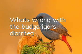 What's wrong with the budgerigar's diarrhea?