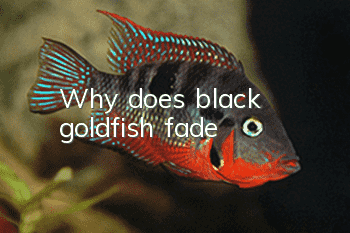 Why does black goldfish fade?