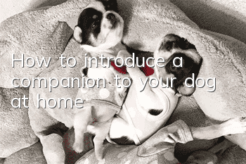 How to introduce a companion to your dog at home